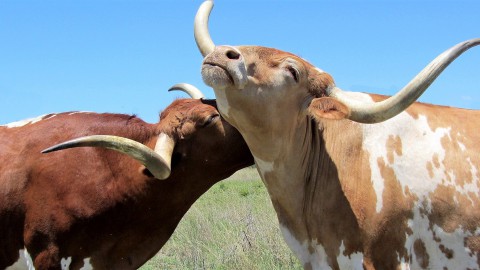 Klankbordgroep geeft provincie advies over Oostvaardersplassen