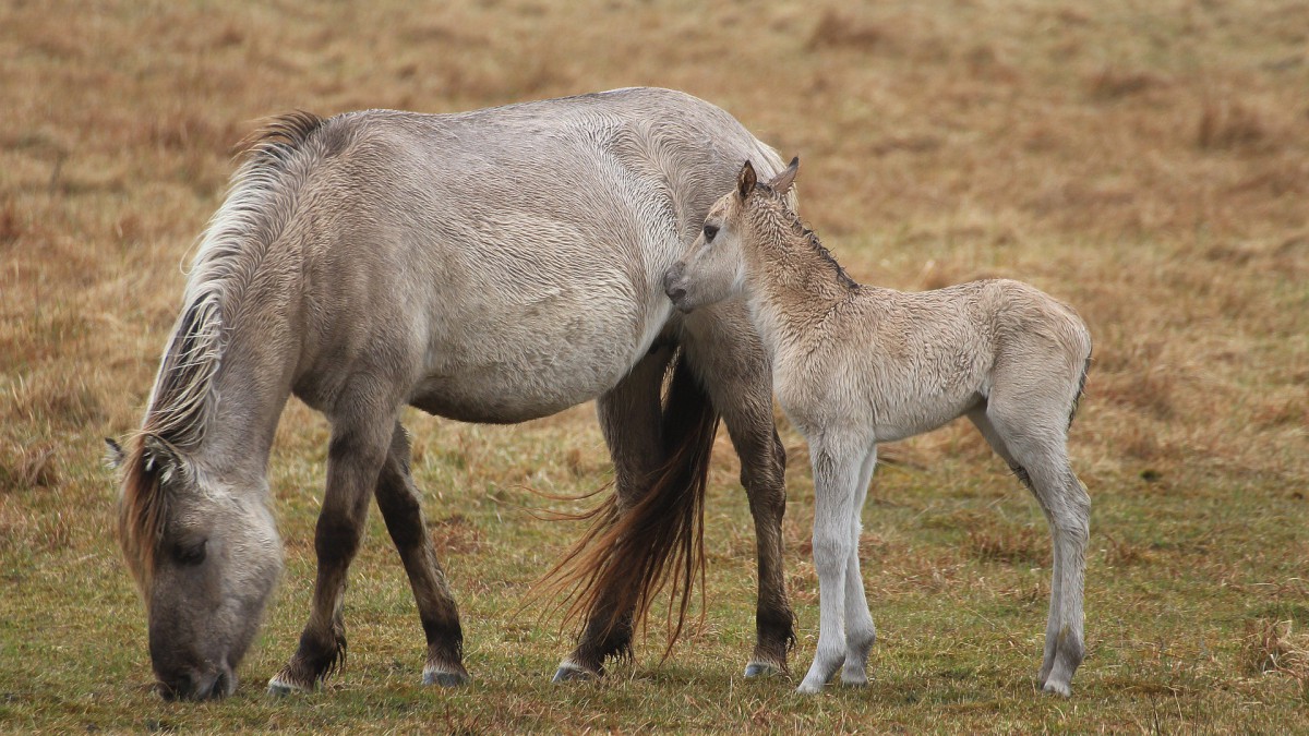 Kamervragen over 'zieke' konikpaarden in Spanje