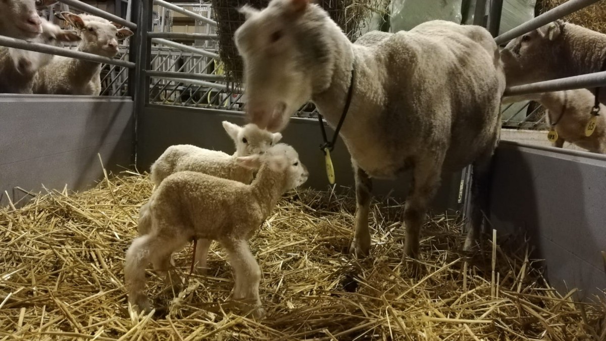 Eerste lammetjes van 2020 geboren in het Vroege Vogelbos  