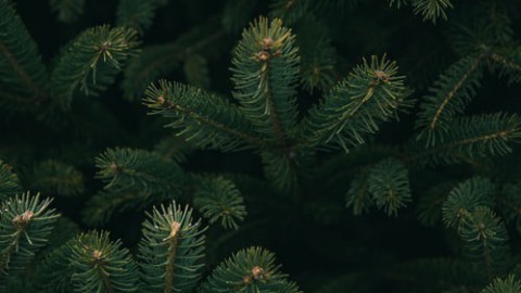 Lever zaterdag 11 januari jouw kerstboom in