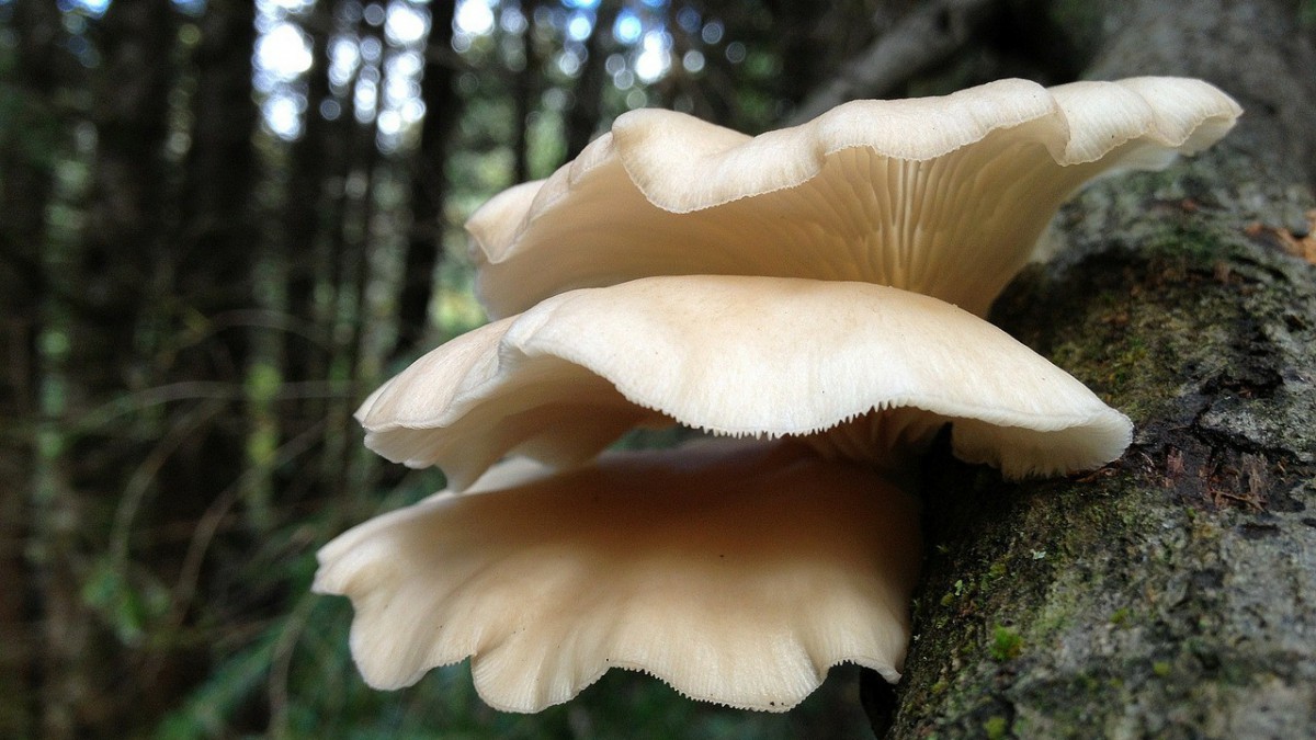 Paddenstoelen van UPZWAM nu beschikbaar op twee plekken in Almere 
