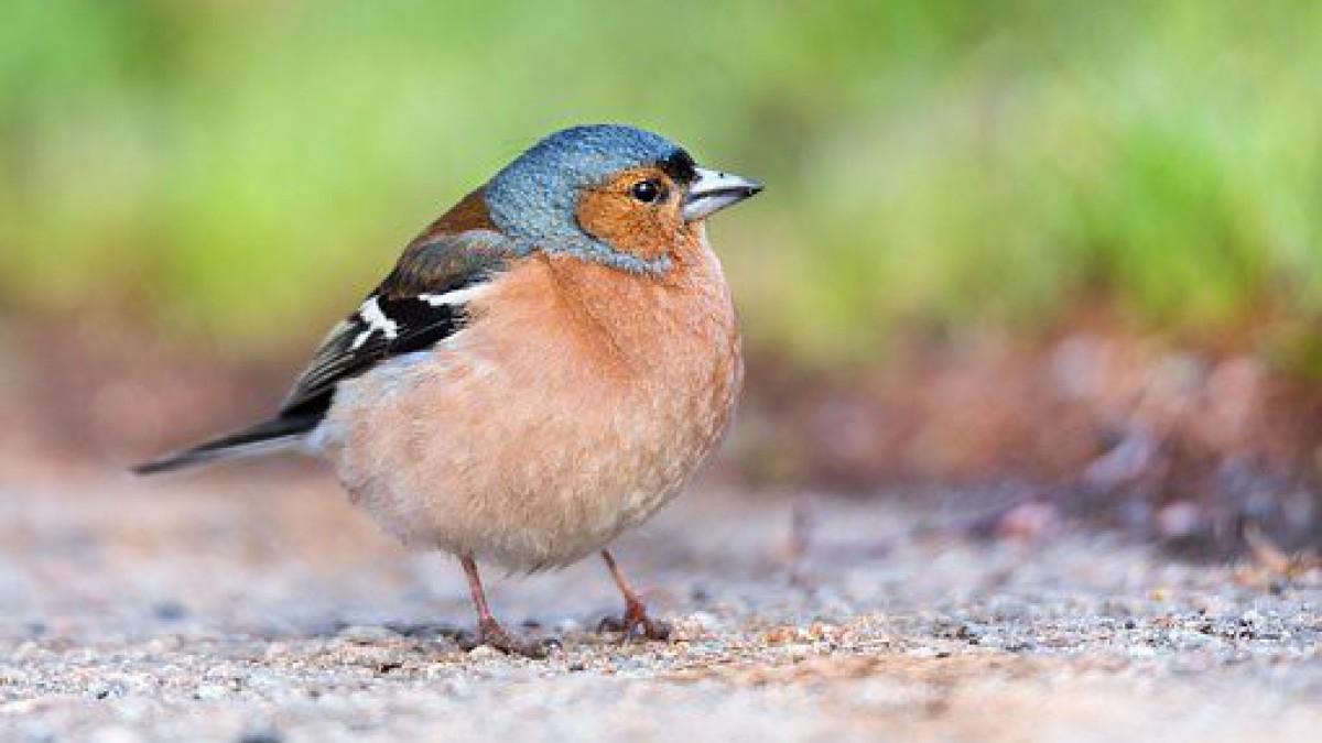DE tuintips voor februari