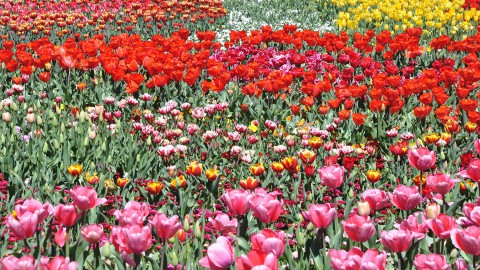 Directeurswissel bij Floriade BV