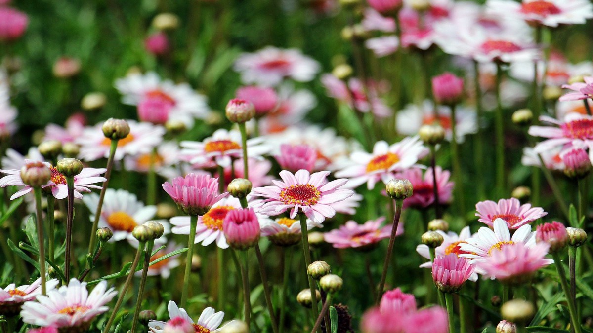 Tuintips