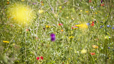 Maak van de Meivakantie een staycation met STad & Natuur 