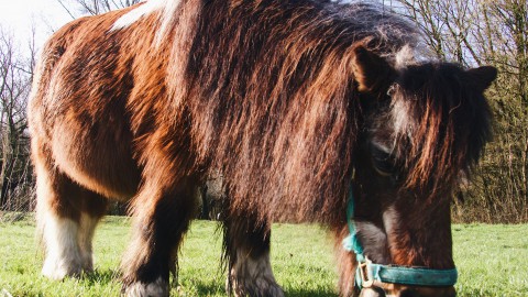 38-jarige Kobus is het leukste, oudste paard van Almere!