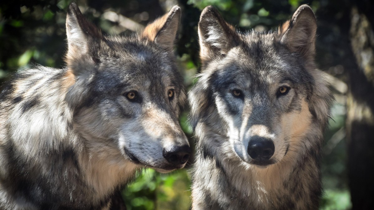 Effectieve afrastering weert Veluwse wolf