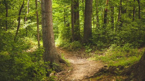 Staatsbosbeheer maatregelen in verband met het coronavirus