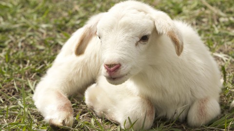 Kinderboerderij de beestenbende opent vandaag weer de deuren!