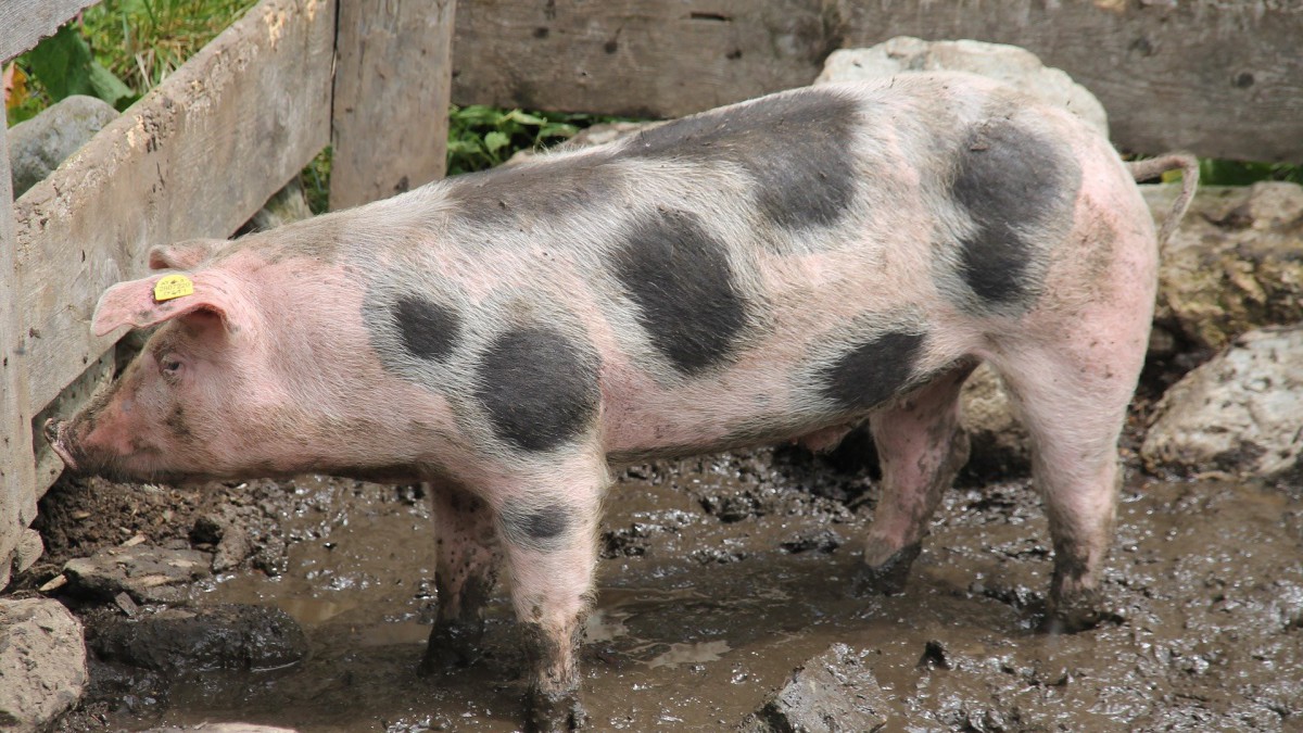 Aangepaste openingstijden kinderboerderij de Beestenbende