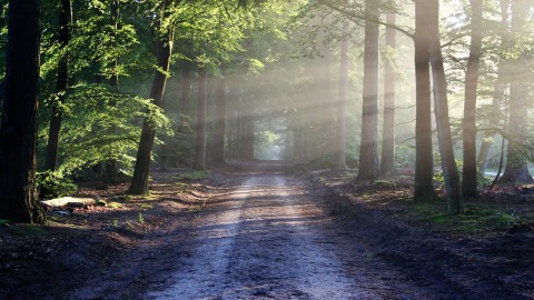 Onderhoud en kapwerkzaamheden in bossen 