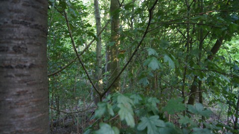SP stelt onderzoek in naar bomenkap Westerdreef