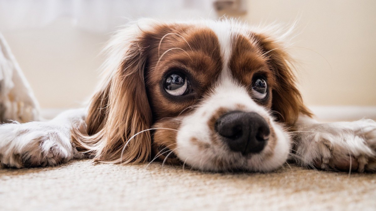 Zoektocht naar hondje dat uit auto is gegooid