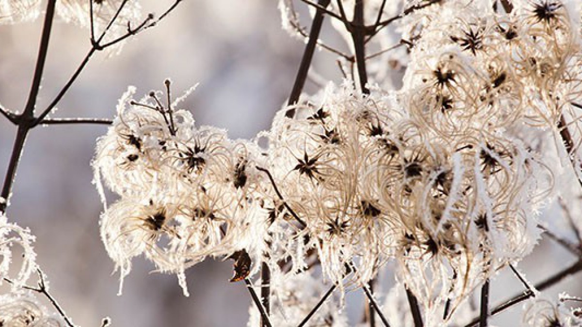 Tuintips voor December