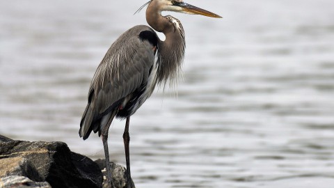 Dierenambulance zoekt reiger met hekwerk rond de snavel