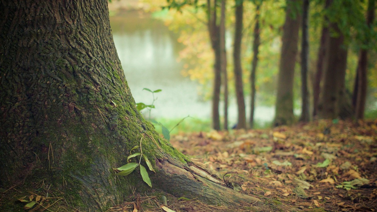 Vrijwilligers planten coronaproof bomen en struiken aan in het Vroege Vogelbos	 