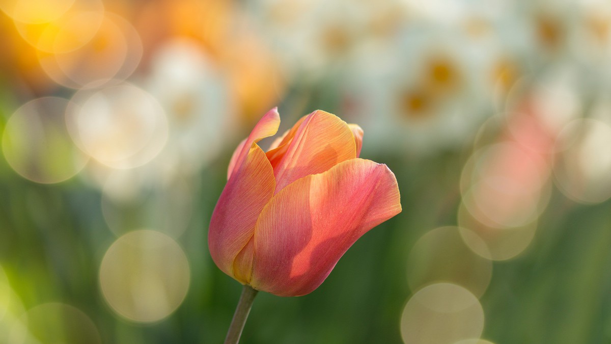 Tulpenroute 2021 in Flevoland