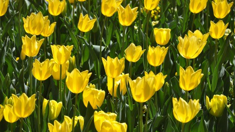 Tulpenroutes geopend, maar nog weinig bloeiende velden