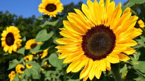 Komende vier jaar 5,3 miljoen euro voor verbeteren biodiversiteit