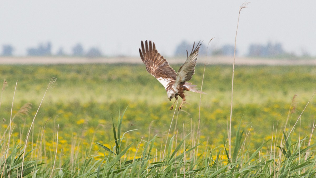 Audiotour door het Kotterbos als Ode aan het Landschap