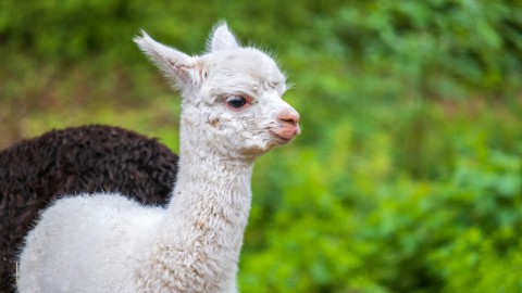 Picknicken tussen de alpaca´s bij Indoor Mountainbike