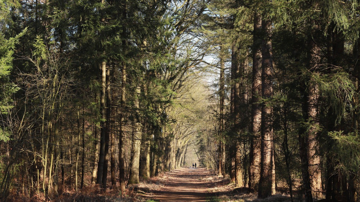 Natuur gevarieerder rond vergroende boerenerven