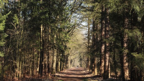 Natuur gevarieerder rond vergroende boerenerven