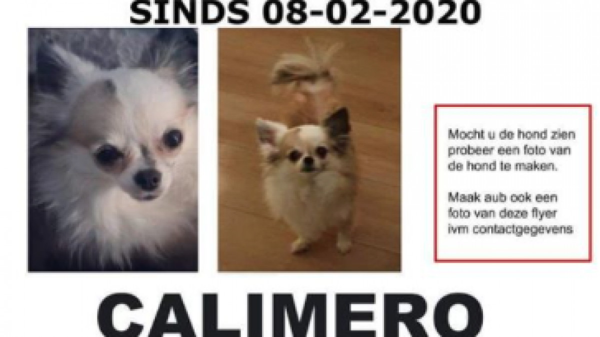 Hond Calimero vermist