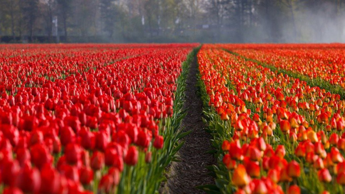 Tweede coronakunstwerk in tulpenveld