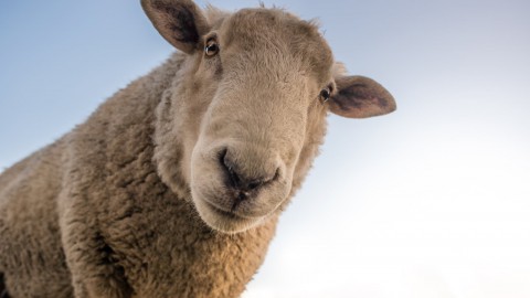 Politie redt schaap uit omheining