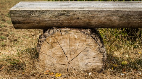 Gemeente gaat aaltjes spuiten tegen eikenprocessierups