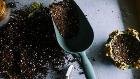 Tegel ruilen voor een gratis plant