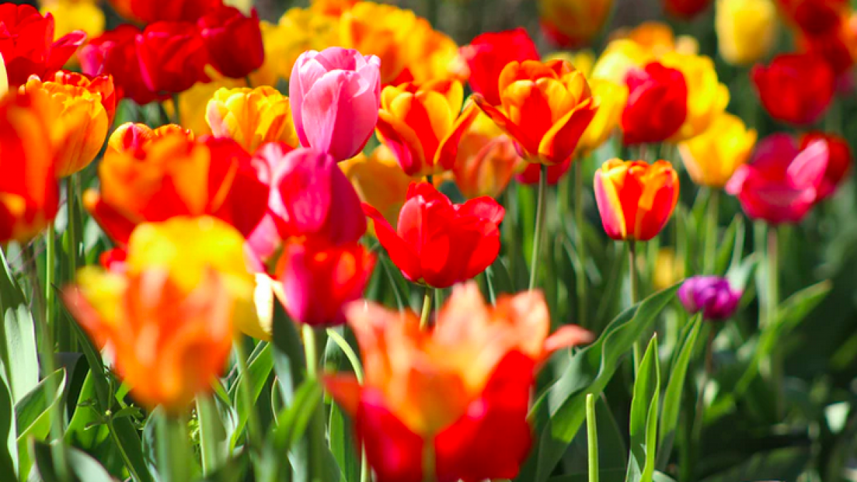 Tulpenroutes trokken tienduizenden bezoekers