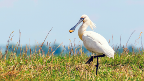 Lepelaarplassen 50 jaar natuurgebied