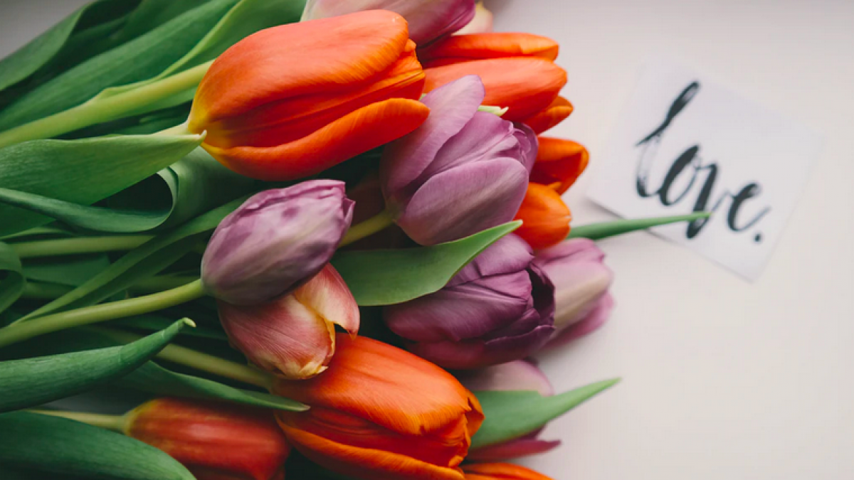 Tulpen tijdens start Tulpenroute nog niet in bloei