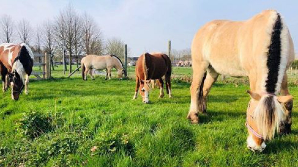 Manege Instructeur gezocht bij Kinderboerderij/Manege De Stek