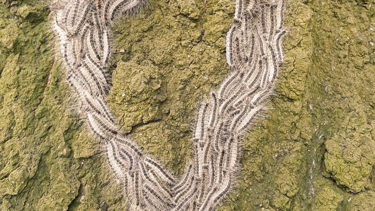 Vraagtekens bij biologische bestrijding eikenprocessierups