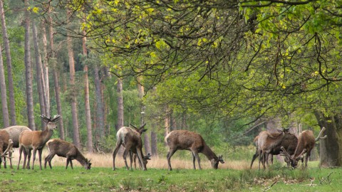 Ruim 30.000 euro subsidie voor afschot edelherten