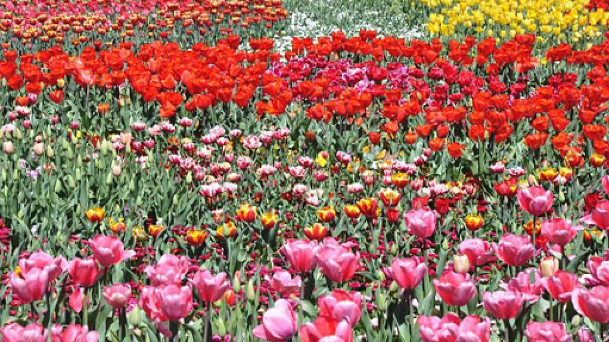 150 meter hoge Tulpentoren voor Floriade 