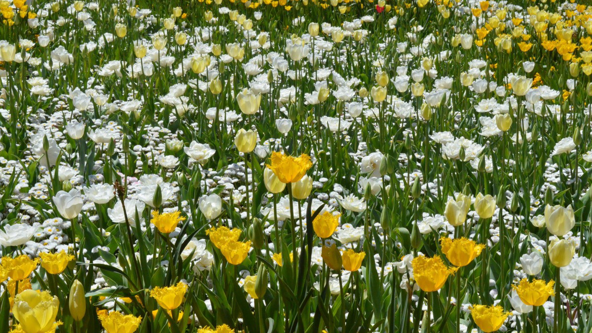 Kosten Floriade voor gemeente lopen op tot bijna 40 miljoen
