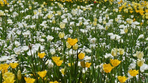 Kosten Floriade voor gemeente lopen op tot bijna 40 miljoen 