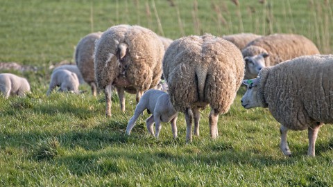 80 lammetjes van Stad & Natuur niet geslacht