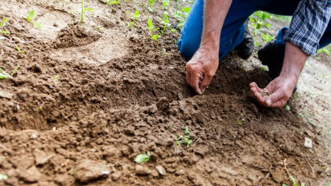 Natuurwerkdag 2020 vindt plaats in eigen tuin