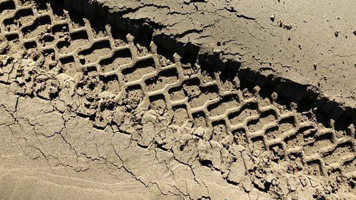 Jeepsafari Oostvaardersplassen  