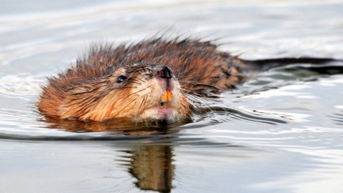 Aantal gevangen muskusratten flink gestegen