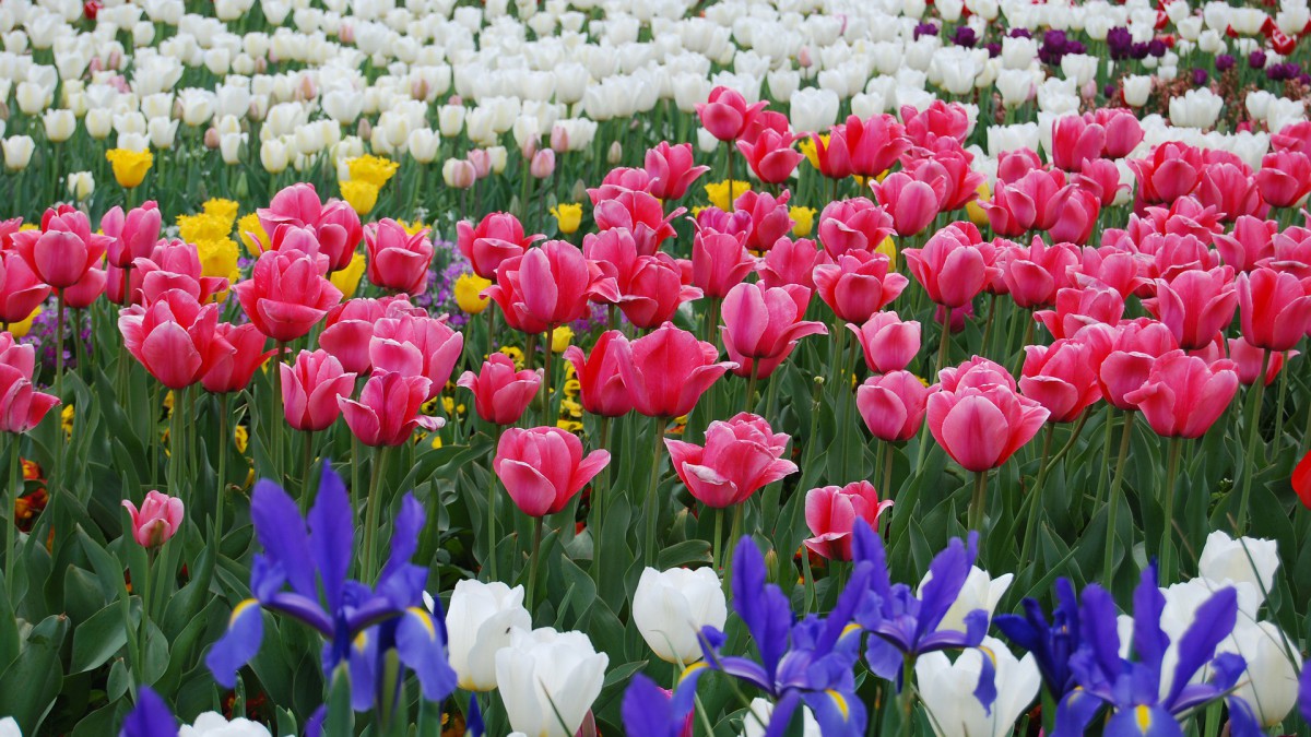 Almeerse studenten enthousiast over leren bij Floriade