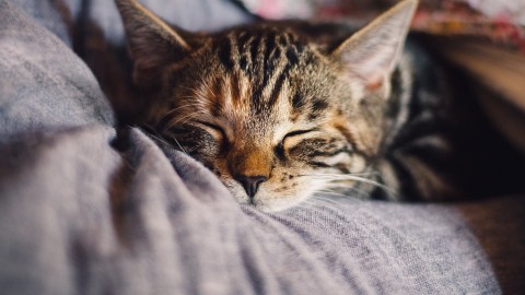 Dierenasiel Almere alleen nog te bezoeken op afspraak