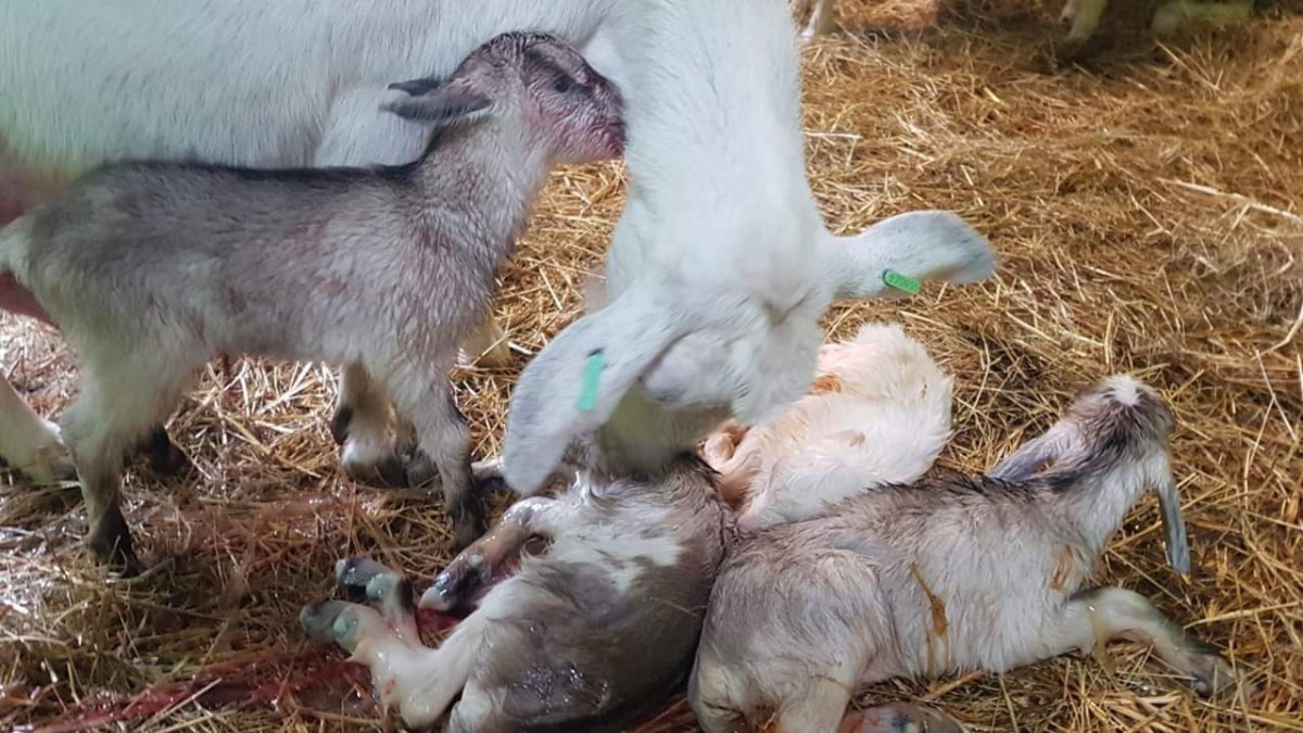 4ling geboren bij Kinderboerderij De Beestenbende